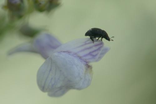 Brachypterolus sp.